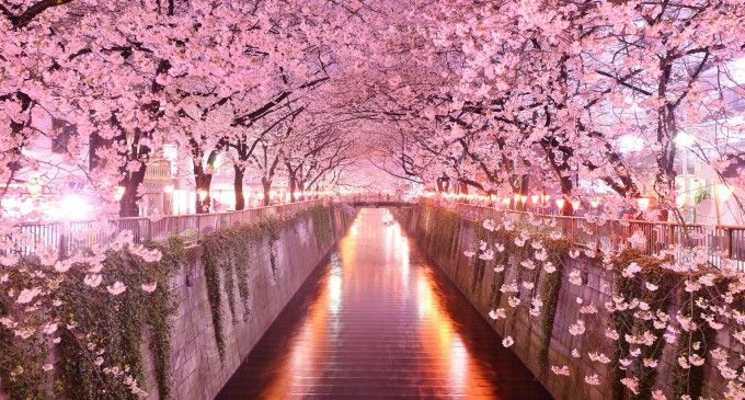 Japon Kirazı (Sakura) Ağacına Manda Boynuzu Kakma Başpare
